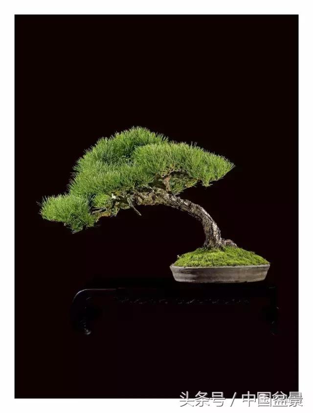 全国盆景拍卖前十 (盆景拍卖专场)