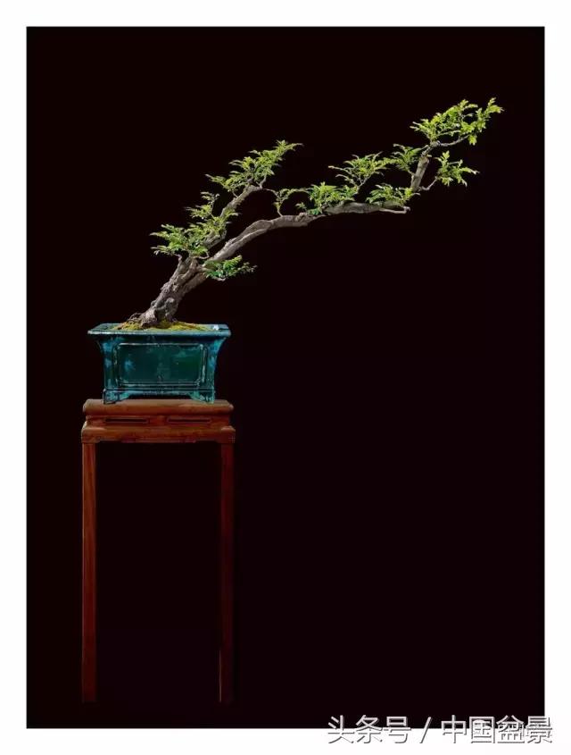 全国盆景拍卖前十 (盆景拍卖专场)