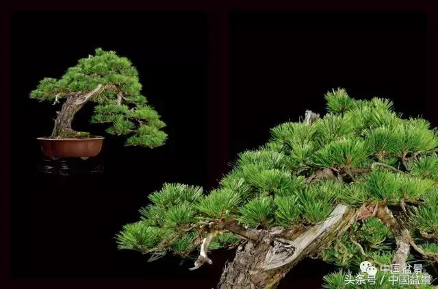 全国盆景拍卖前十 (盆景拍卖专场)