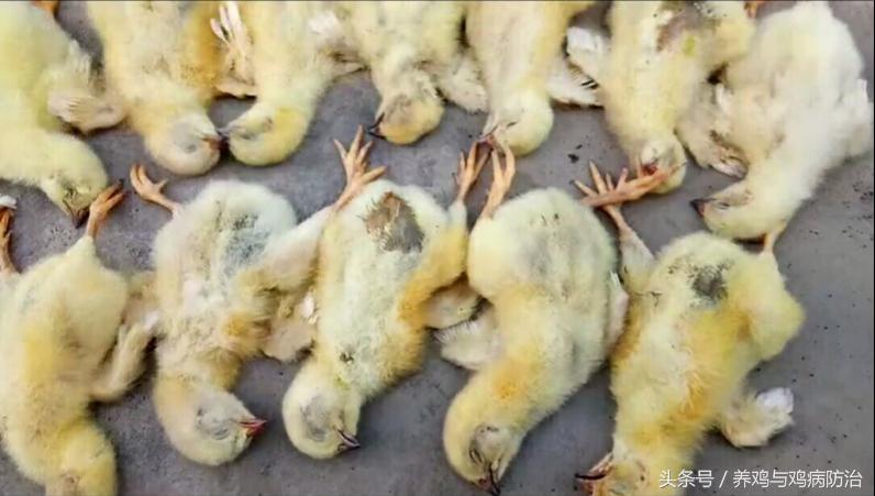 养鸡小知识雏鸡的日常管理,养鸡真假兽药教你两招辨别