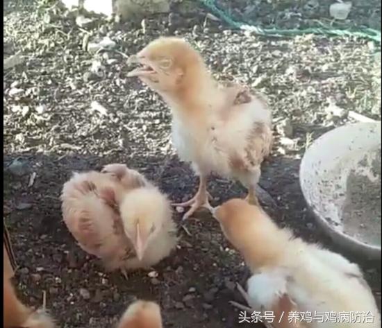 养鸡小知识雏鸡的日常管理,养鸡真假兽药教你两招辨别