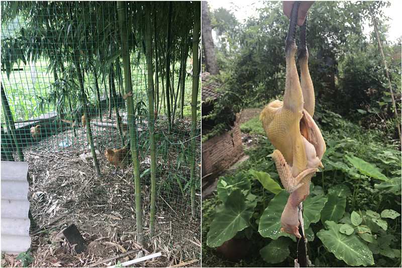 野外搭灶做叫花鸡,户外柴火叫花鸡怎么做