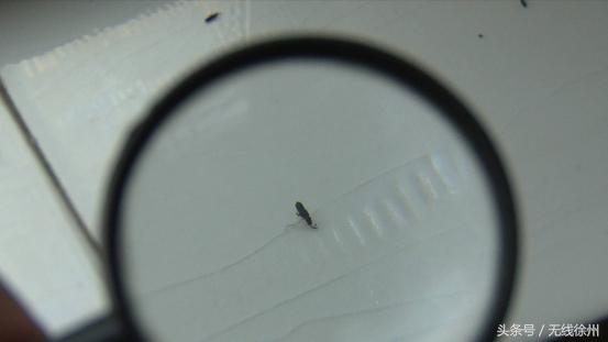 徐州防治白蚁包括什么,徐州附近白蚁防治