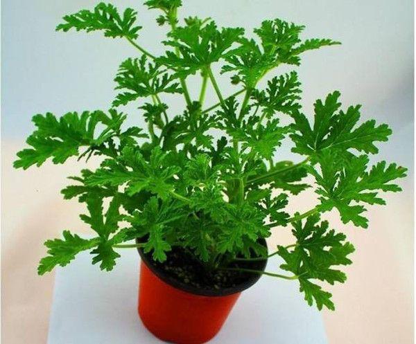 驱蚊草驱不驱蚊子,室内养驱蚊草真的驱得了蚊子吗