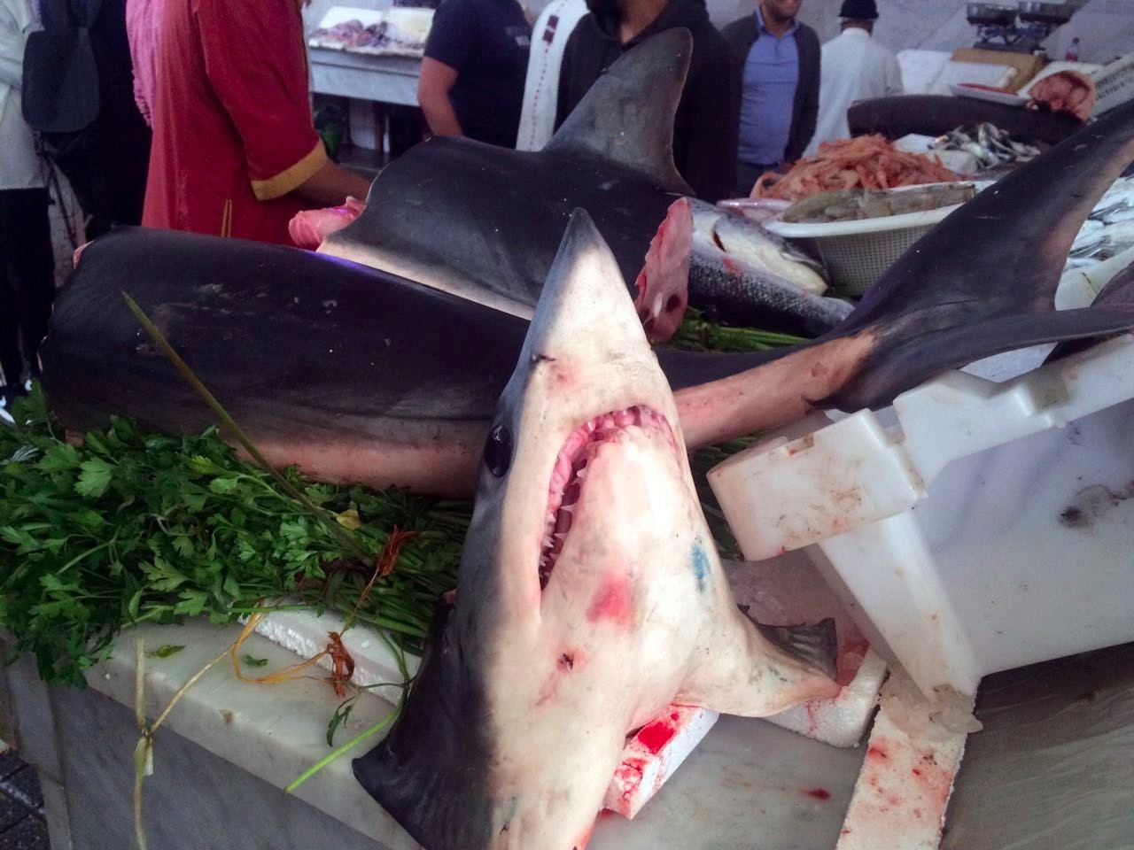 摩洛哥旅游深度攻略图,摩洛哥卡萨布兰卡有什么好玩