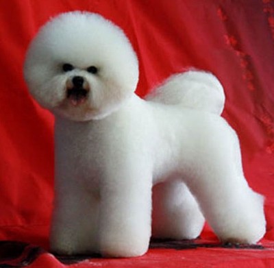 在家给狗狗剪毛怎么让它乖教程,在家给狗狗剪毛教程博美