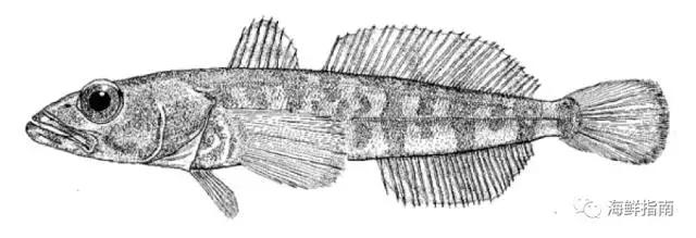 鳕鱼科普小知识,鳕鱼cod科普