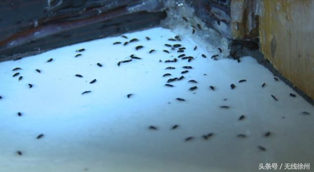 徐州防治白蚁包括什么,徐州附近白蚁防治