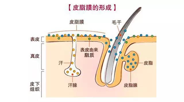 想要补水保湿怎么选,深层补水有什么作用和功效