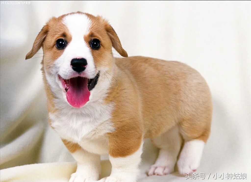 关于狗狗孕期的一些知识