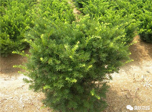 红豆杉出现黄叶怎么办,红豆杉黄叶是什么原因怎样防治