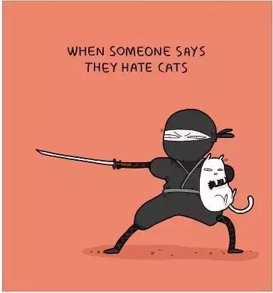 养猫的100个好处视频,养猫的人才懂的十个好处