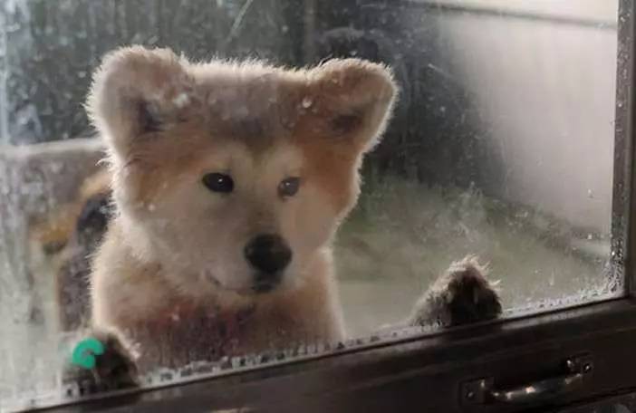 捕杀流浪猫狗的国家,大量捕杀流浪猫犯法吗