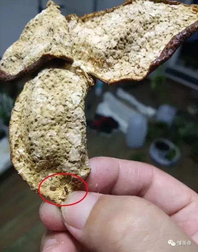 好的陈皮会有虫子吗,陈皮容易生虫子怎么办