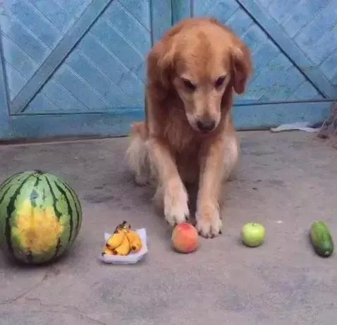 金毛犬的智商有多高,金毛犬智商有多高