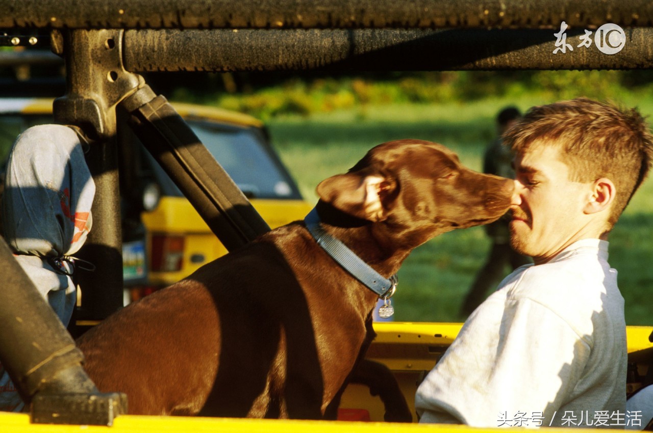 你的狗狗知道你喜欢什么吗,狗狗舔你的原因你不一定知道