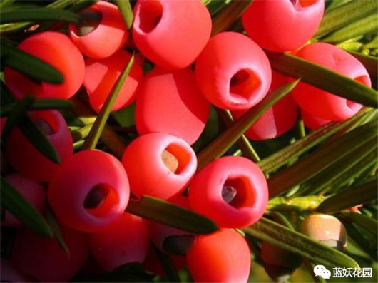 红豆杉出现黄叶怎么办,红豆杉黄叶是什么原因怎样防治