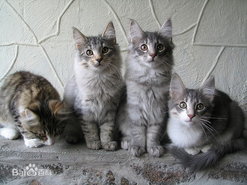 一只全方位无死角美颜的喵，和一只360度无死角的丑猫，对比伤害有多大——简直没眼看了