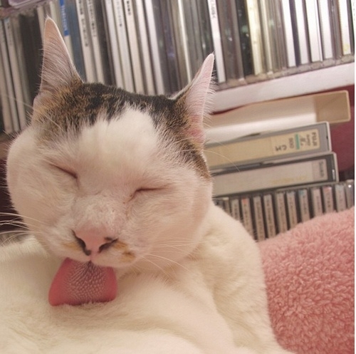 一只全方位无死角美颜的喵，和一只360度无死角的丑猫，对比伤害有多大——简直没眼看了