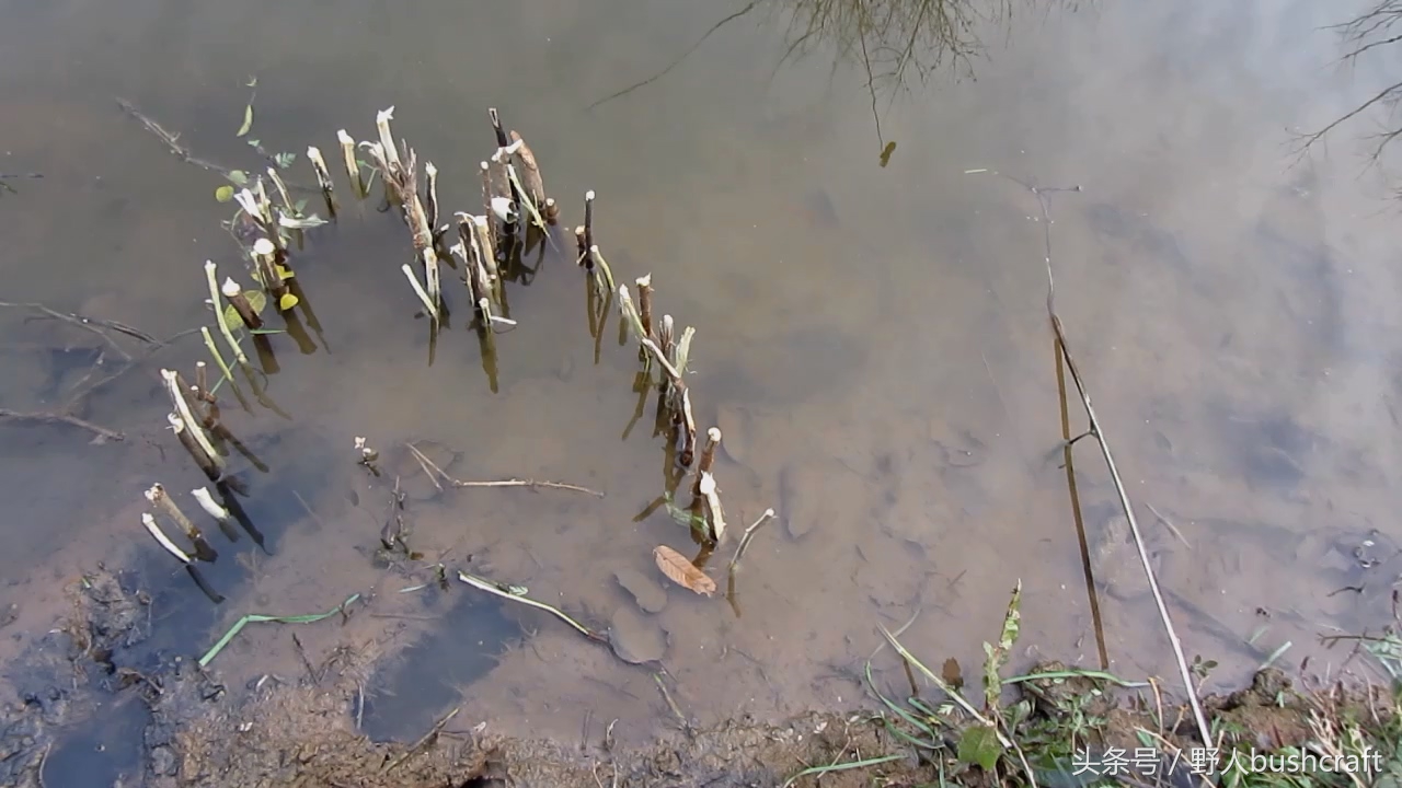 两种有效的野外捕鱼陷阱，抓不到鱼小编嫁给你！