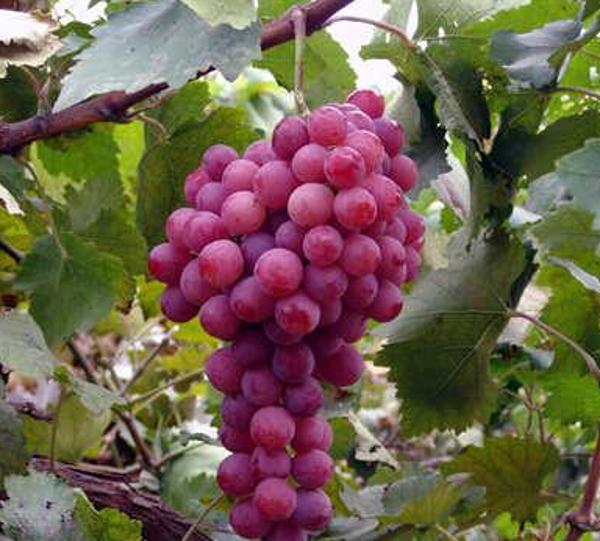 葡萄到底是酸的还是甜的,葡萄哪种比较甜