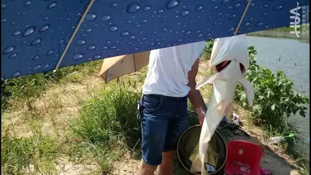 大物杀手鱼竿,大物一味鱼竿