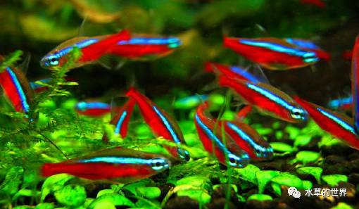 草缸最合适的灯科鱼,观赏草缸小鱼品种介绍