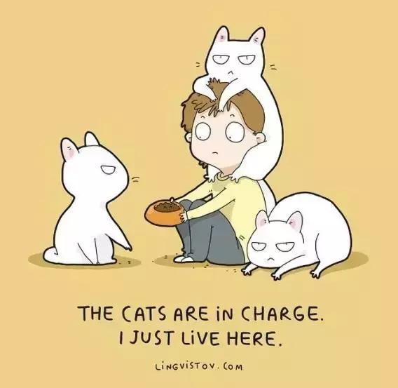 养猫的100个好处视频,养猫的人才懂的十个好处