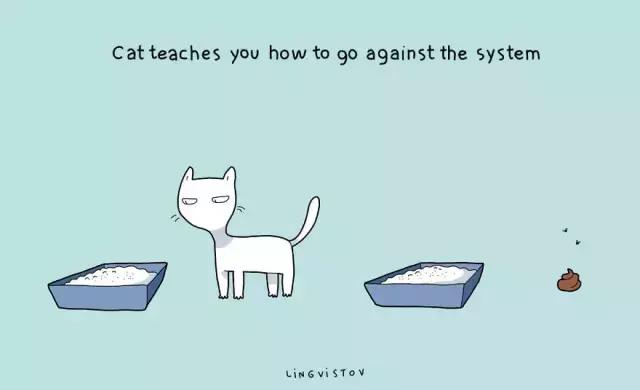 养猫的100个好处视频,养猫的人才懂的十个好处