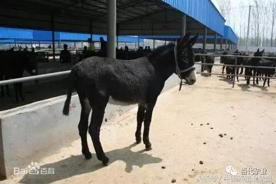 驴怎么养长得快,什么样的驴长得快又好养