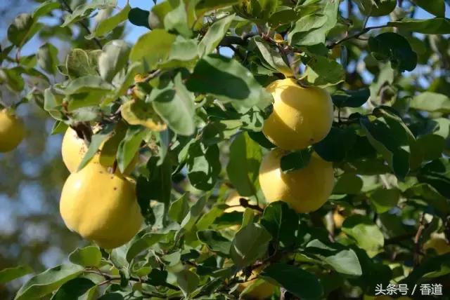 闄や簡楣呮ⅷ棣欒繕鏈変粈涔堥,闄や簡楣呮ⅷ棣欒繕鏈変粈涔堥濂介椈