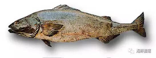 鳕鱼科普小知识,鳕鱼cod科普