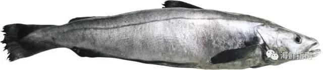 鳕鱼科普小知识,鳕鱼cod科普