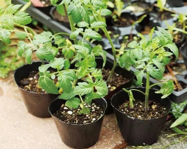 种菜要怎么才种得好,阳台种菜怎么选到好种好苗