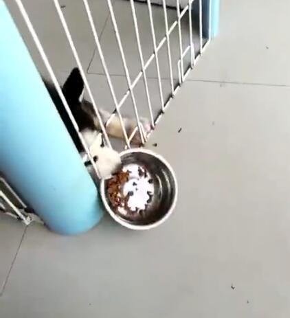 判断哈士奇是不是纯种的方法，很简单很实用