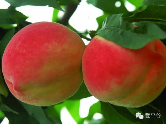 平谷是个神奇的地方,第二故乡北京平谷