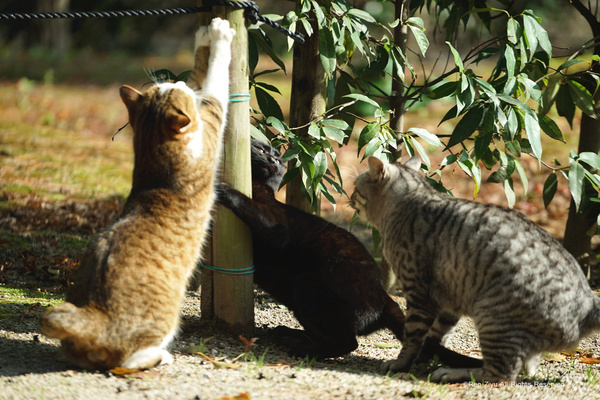 日本九州篇福冈,日本九州7天旅游攻略推荐