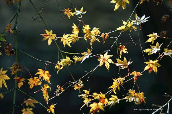 日本九州篇福冈,日本九州7天旅游攻略推荐