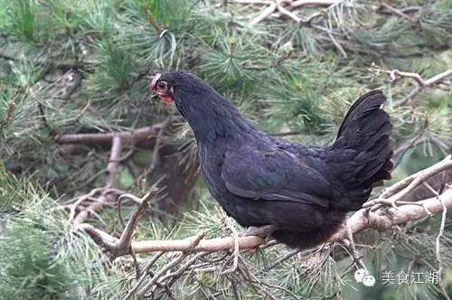 美食有一种情怀叫老味道,美食江湖情