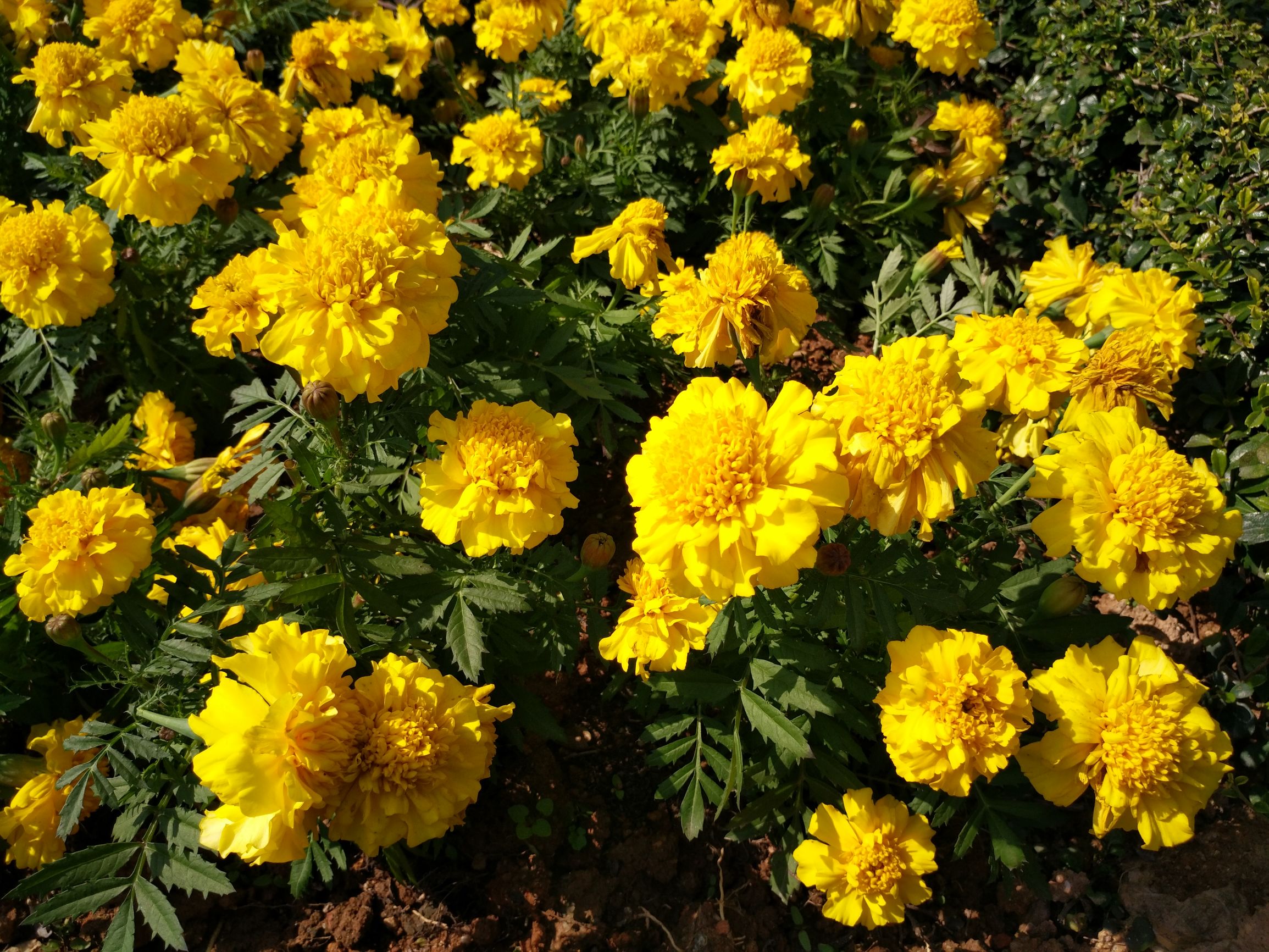 vivoxplay5旗舰版测评,双曲面vivo