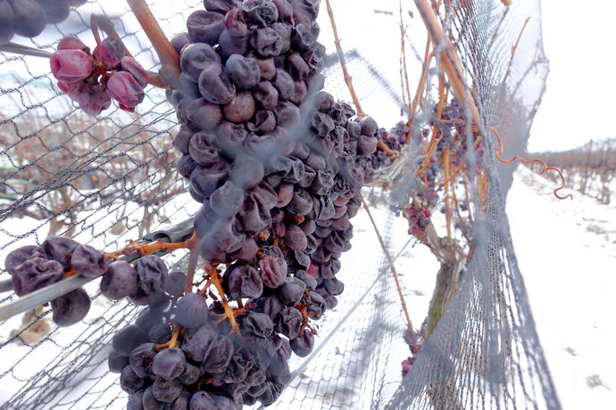 尼亚加拉珍稀冰酒,尼亚加拉冰葡萄酒