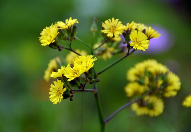 芳香大百科常用精油介绍,各类精油成分功效
