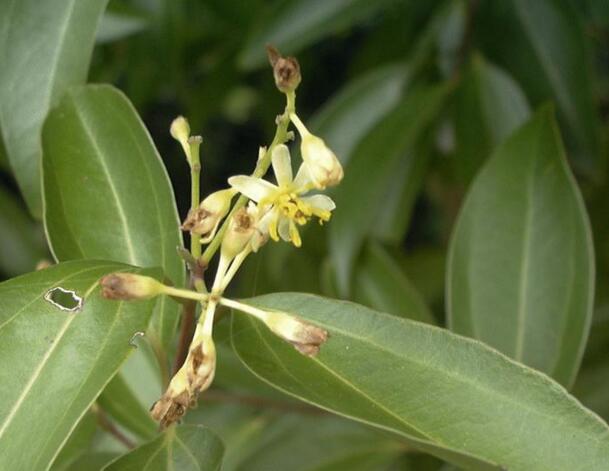 芳香大百科常用精油介绍,各类精油成分功效