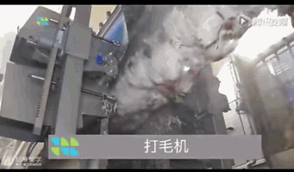 看看外国人是怎样宰牛的,德国杀鸡的全过程