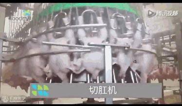 看看外国人是怎样宰牛的,德国杀鸡的全过程