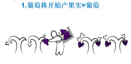 红酒酿造过程,红酒酿造过程视频