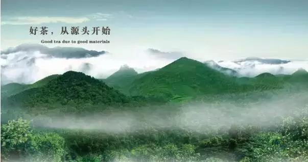 一杯好的茶需要沉淀,一杯好的茶叶