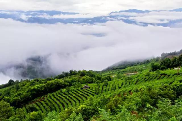 一杯好的茶需要沉淀,一杯好的茶叶