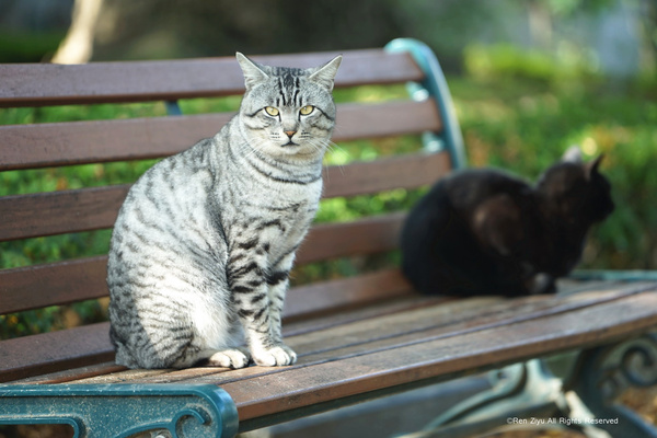 日本九州篇福冈,日本九州7天旅游攻略推荐