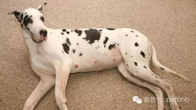 狗狗假孕和真孕的辨别,狗狗怀孕有白带正常吗